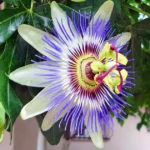 Passion Flower